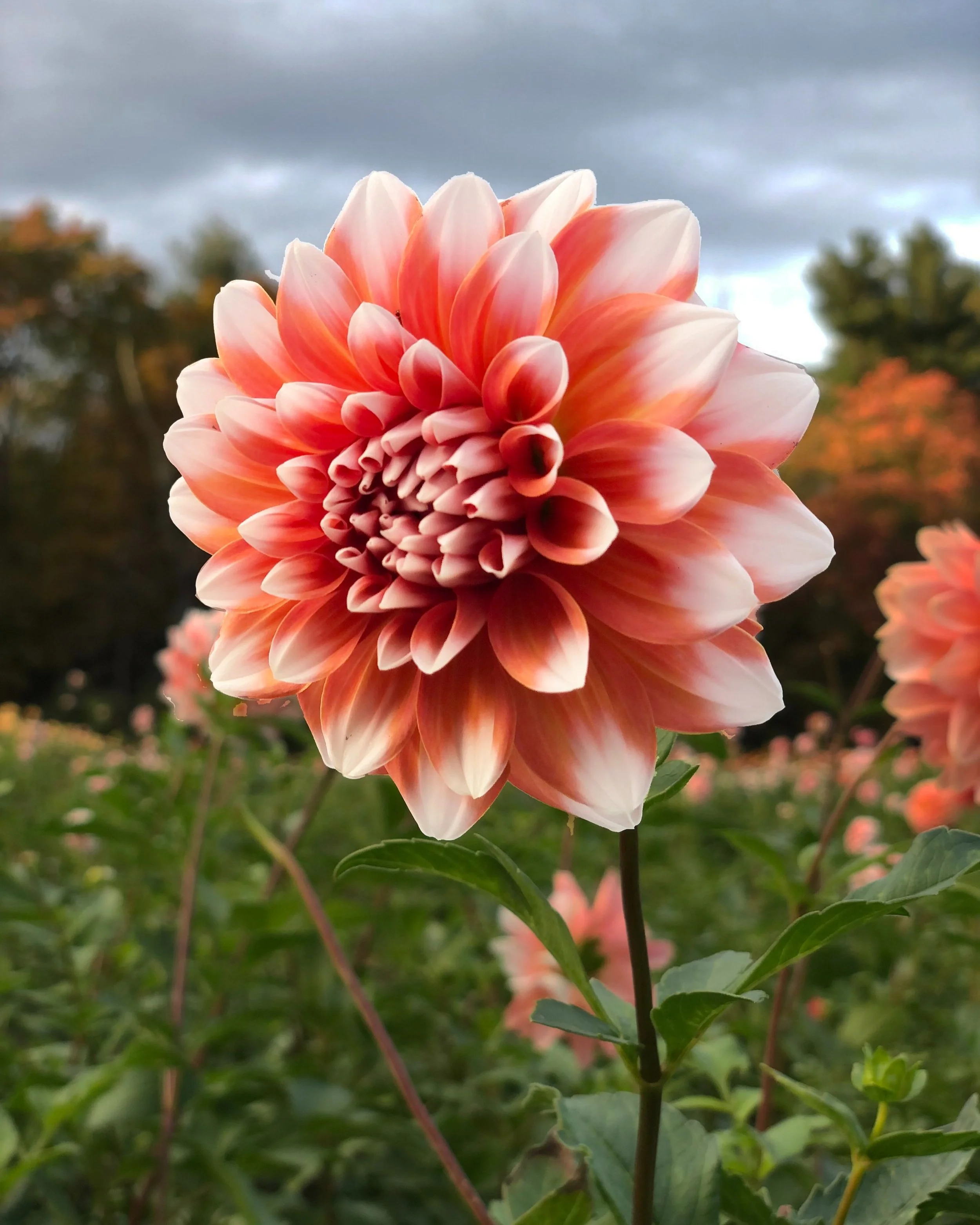 Peach Bi-color — FIVEFORK FARMS